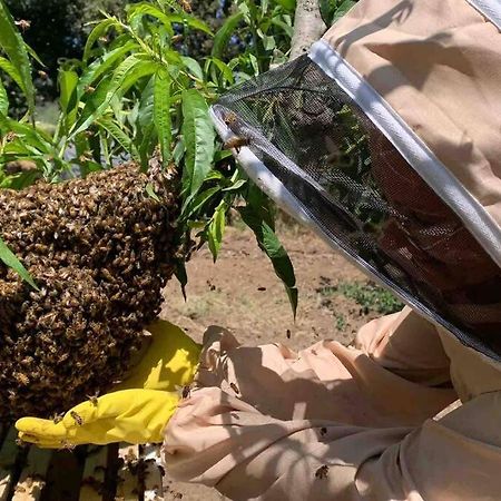 Agriturismo Il Sorbino - Appartamento Da Cocca Pian d'Alma Kültér fotó