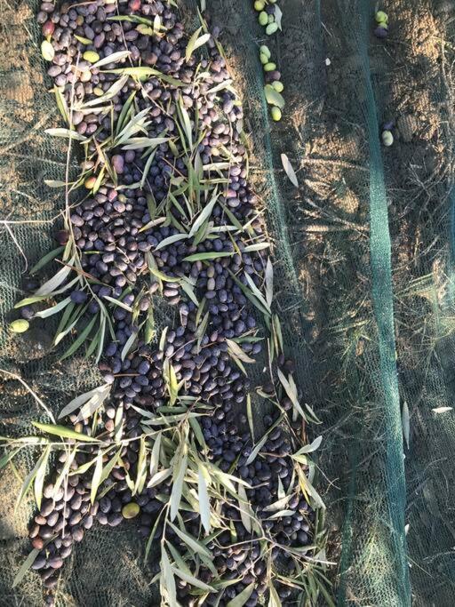 Agriturismo Il Sorbino - Appartamento Da Cocca Pian d'Alma Kültér fotó