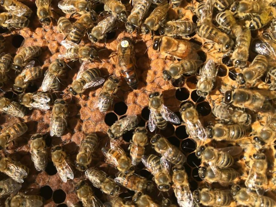 Agriturismo Il Sorbino - Appartamento Da Cocca Pian d'Alma Kültér fotó