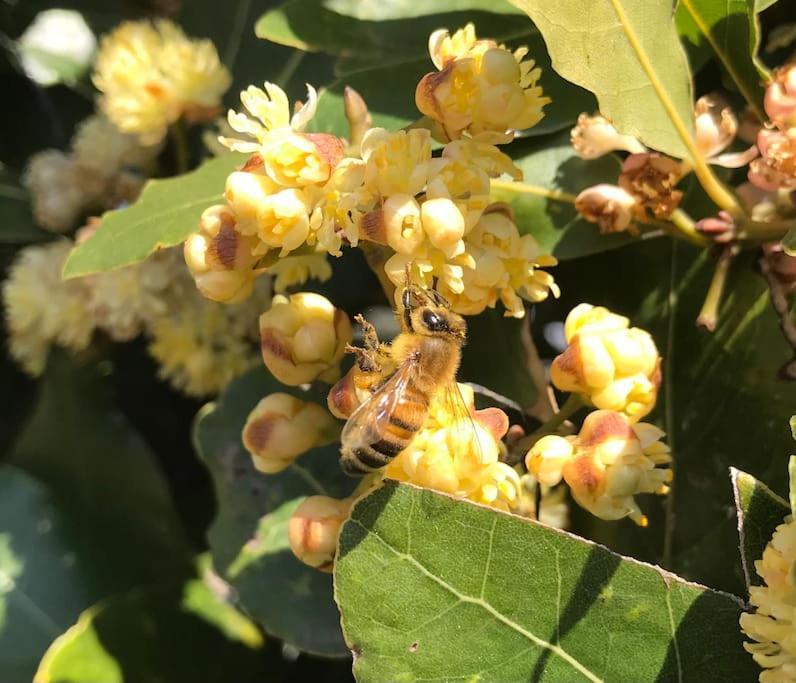 Agriturismo Il Sorbino - Appartamento Da Cocca Pian d'Alma Kültér fotó
