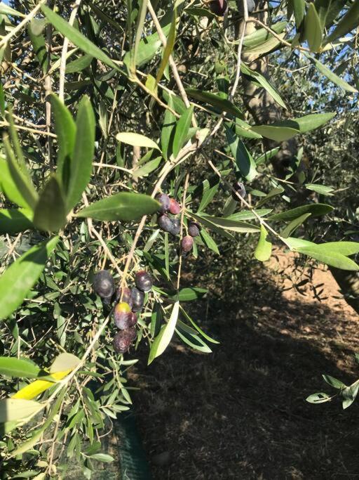 Agriturismo Il Sorbino - Appartamento Da Cocca Pian d'Alma Kültér fotó