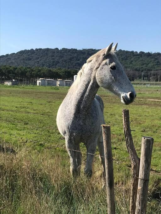 Agriturismo Il Sorbino - Appartamento Da Cocca Pian d'Alma Kültér fotó