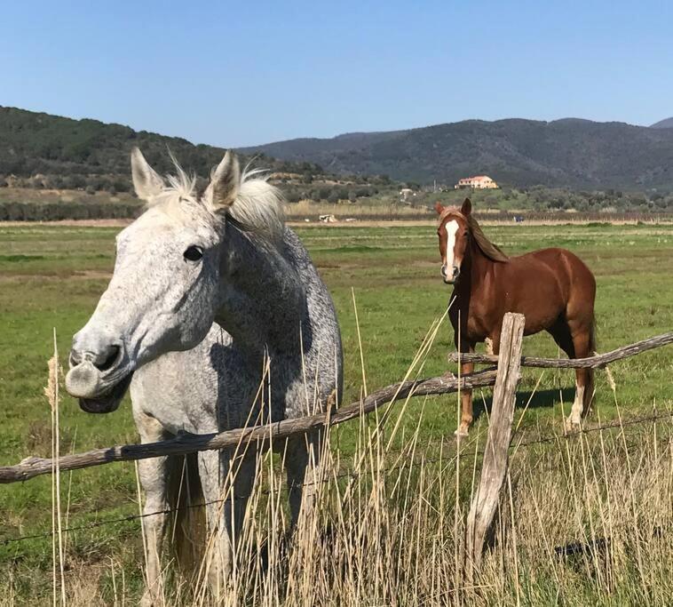 Agriturismo Il Sorbino - Appartamento Da Cocca Pian d'Alma Kültér fotó